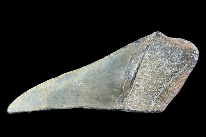 Partial Fossil Megalodon Tooth #89466